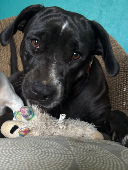 Help Nellie, Annabelle, Tootsie & Astrid Get the Urgent Medical Care They Desperately Need šš¾