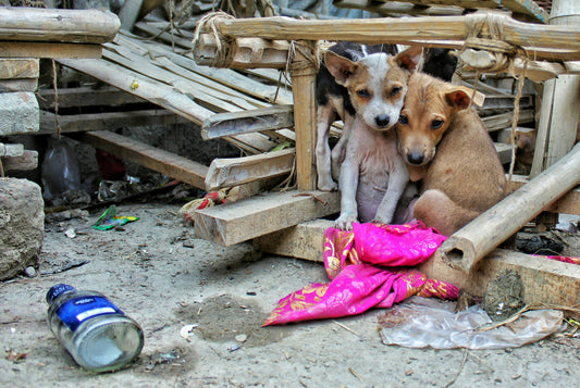 Understanding Street Dog Behavior: What Every Adopter Should Know