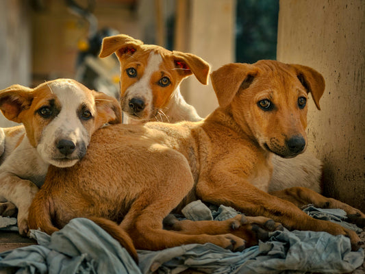 Street Dog Rescue 101: What to Do When You Find a Stray