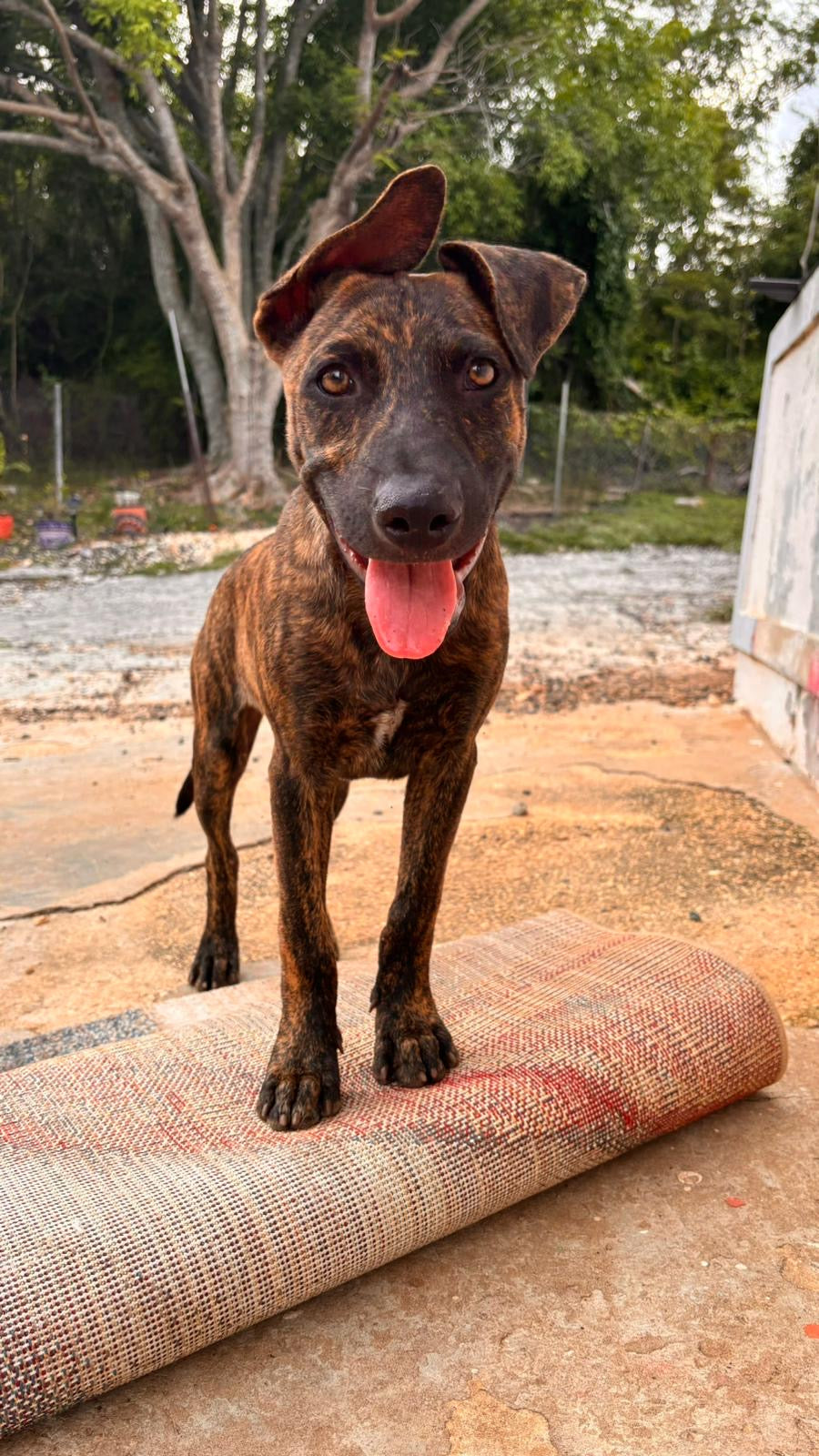 What Life Is Really Like for Street Dogs in Puerto Rico