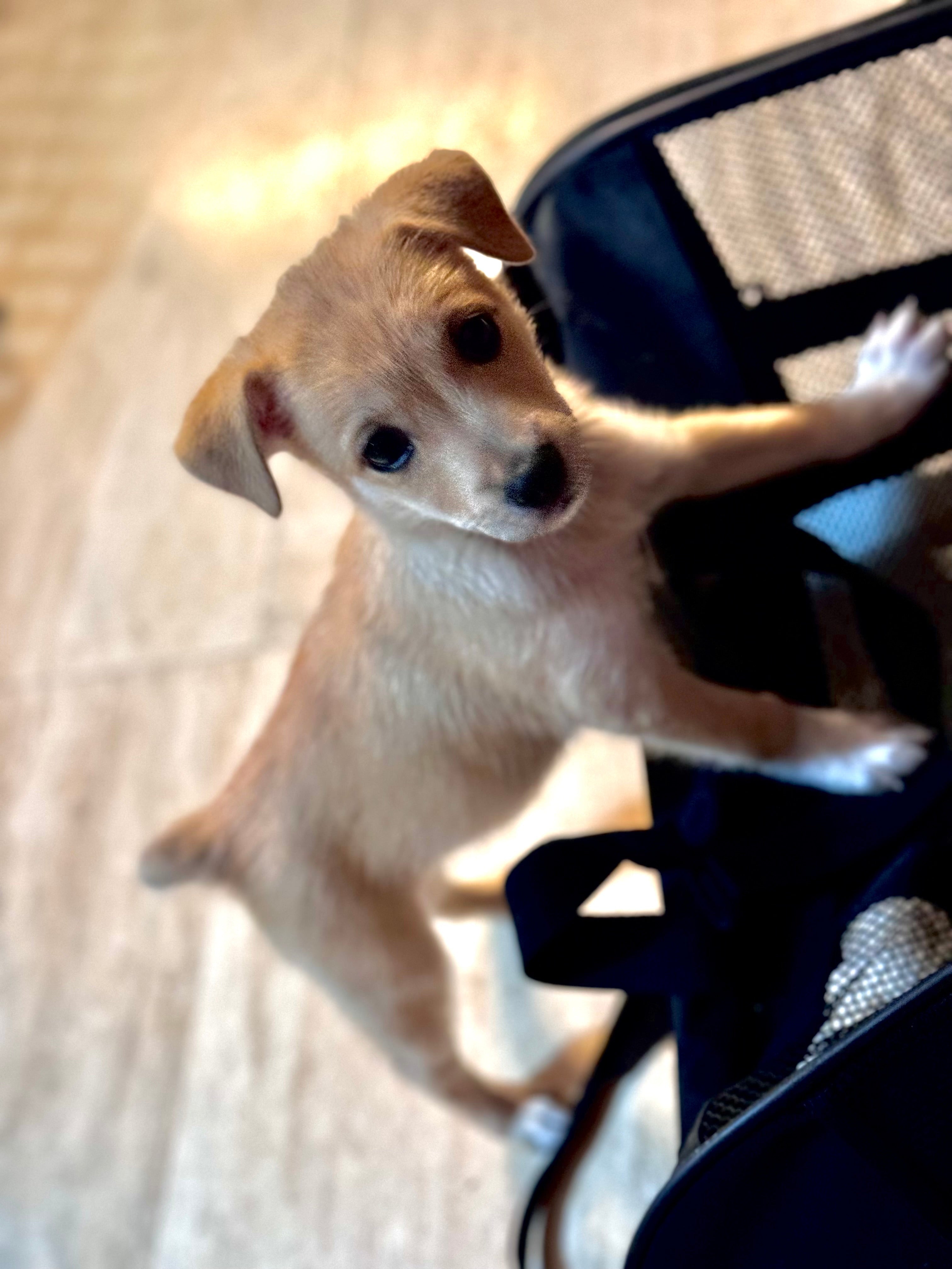 “Wings of Hope” The Silky Sato Flying Paws Fund