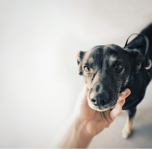 5 Pawsitively Adorable Reasons to Adopt a Dog