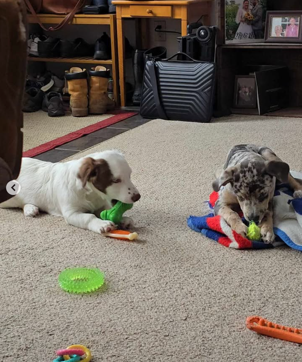 Louie & Winston