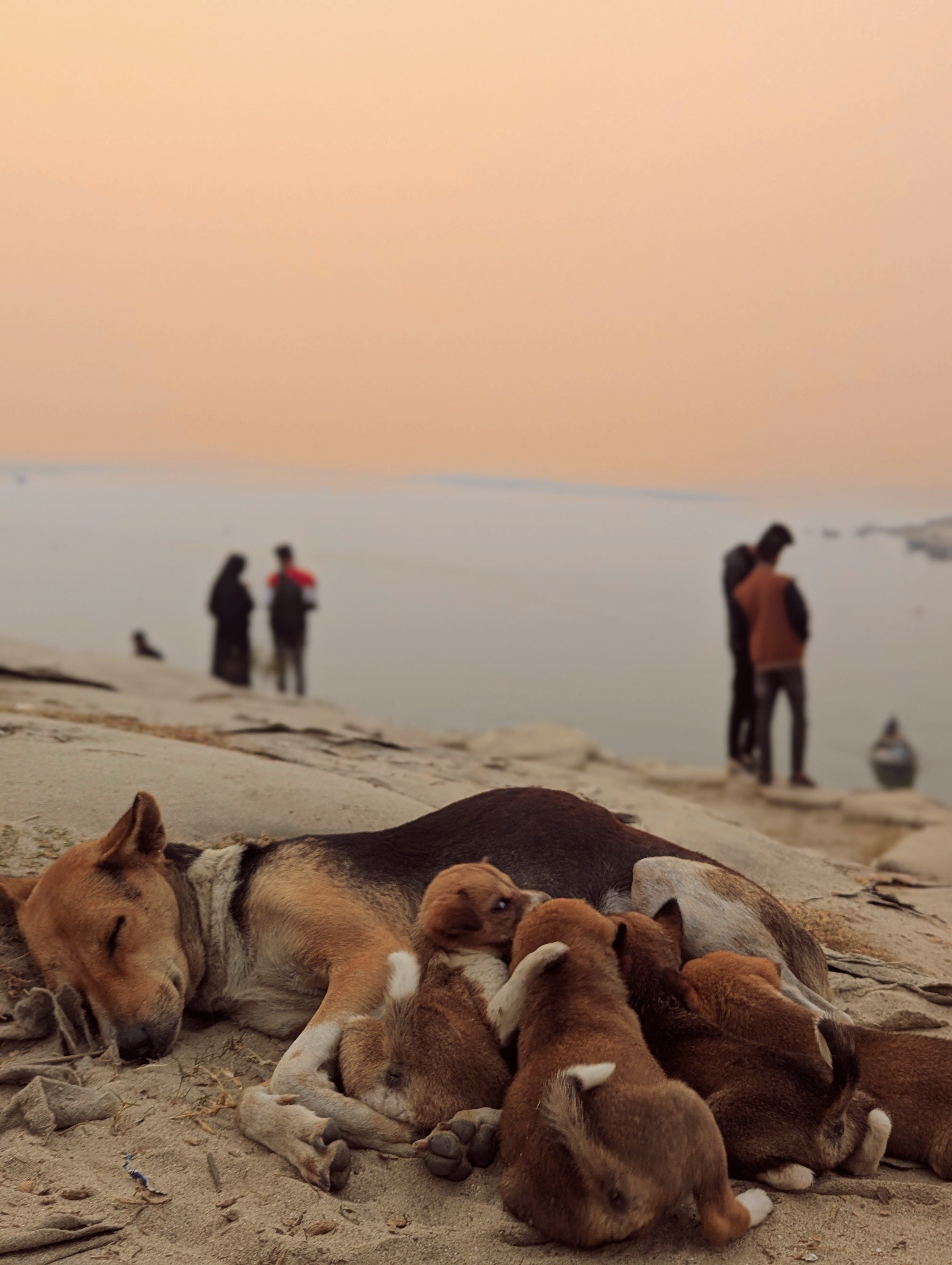 The Hidden Cost of Dog Overpopulation in Isabela, Puerto Rico