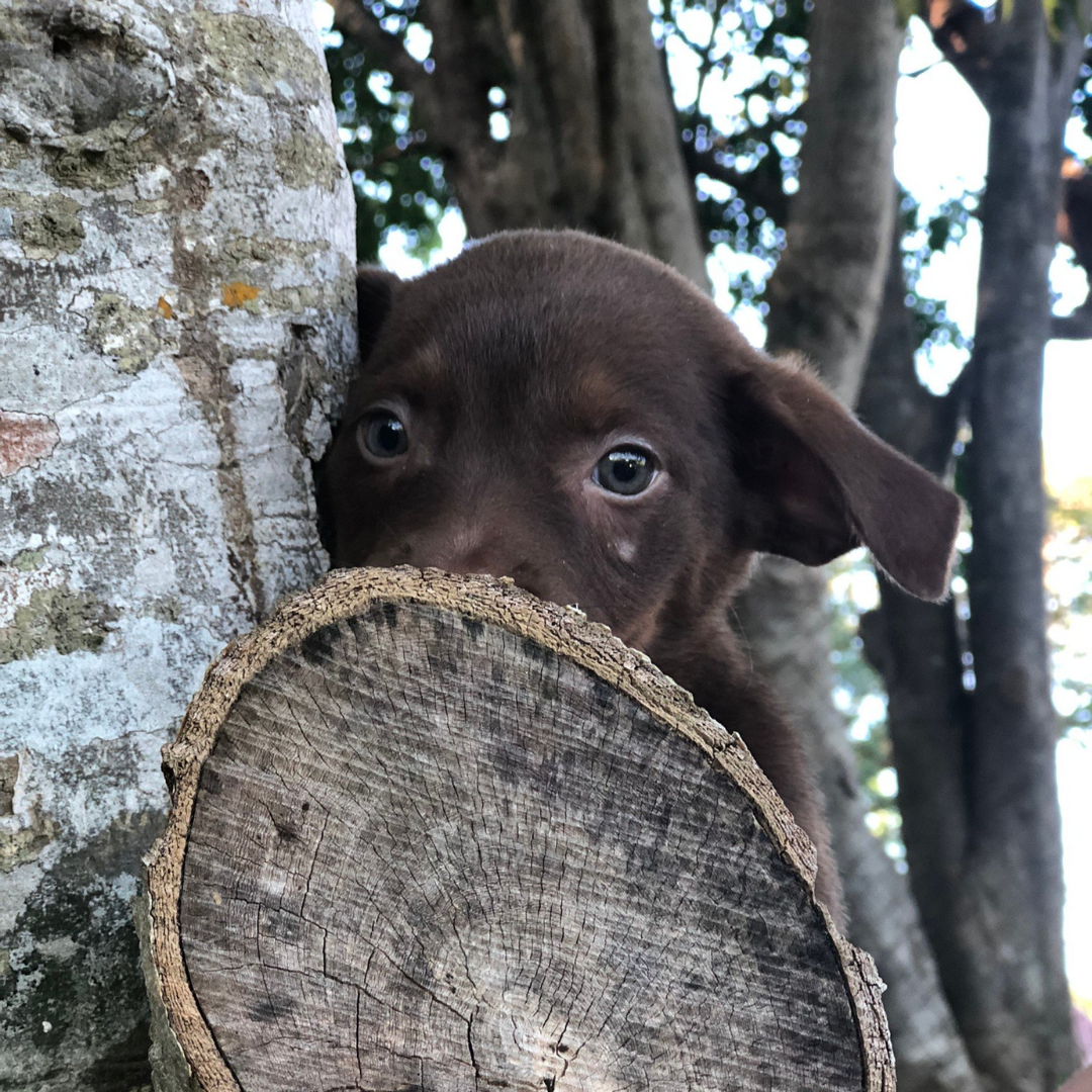 Mocha