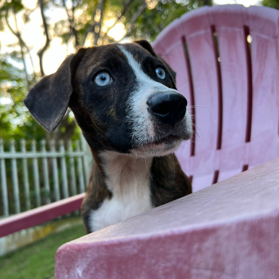 Ares