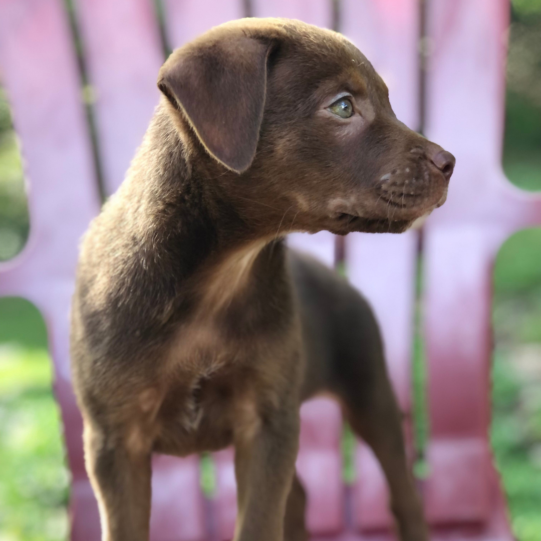 Mocha