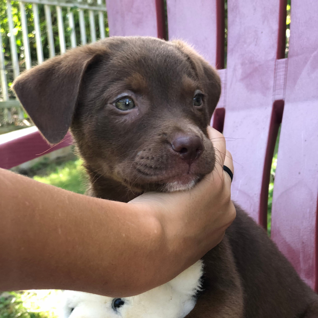 Mocha