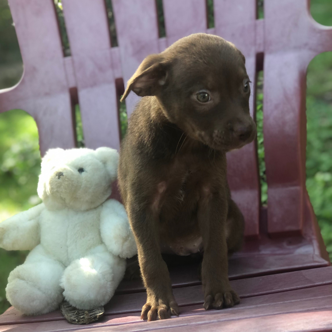 Mocha