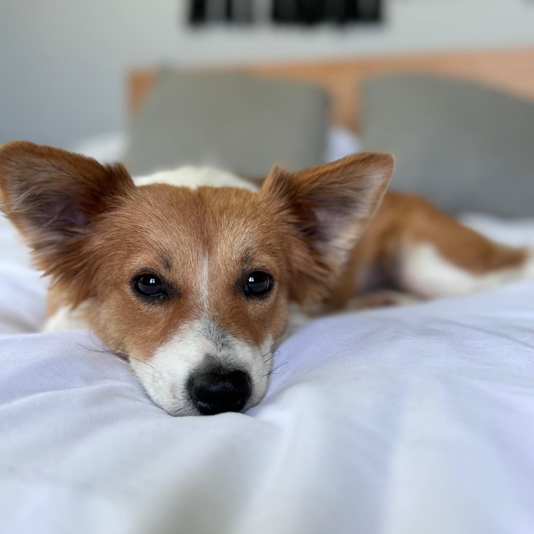 The Coffee Mug Corgi