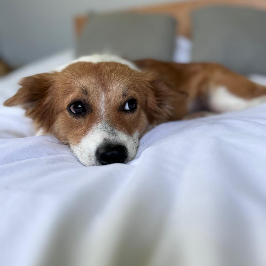 The Coffee Mug Corgi