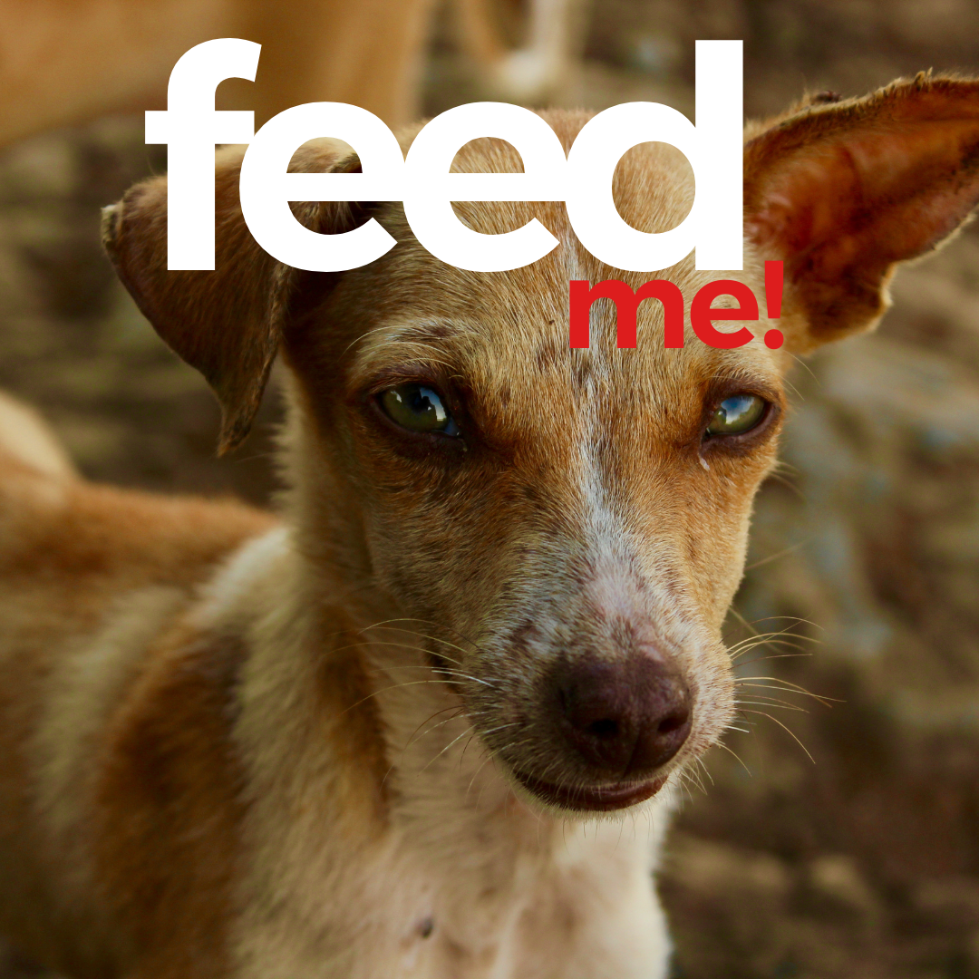 Donate for Dog Food