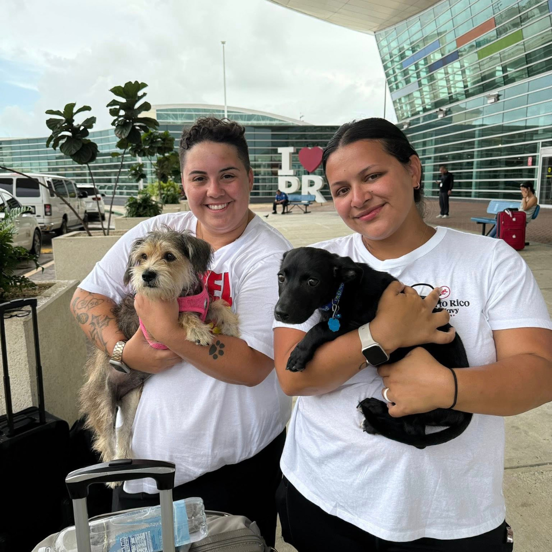 Silky Flying Paws Fund