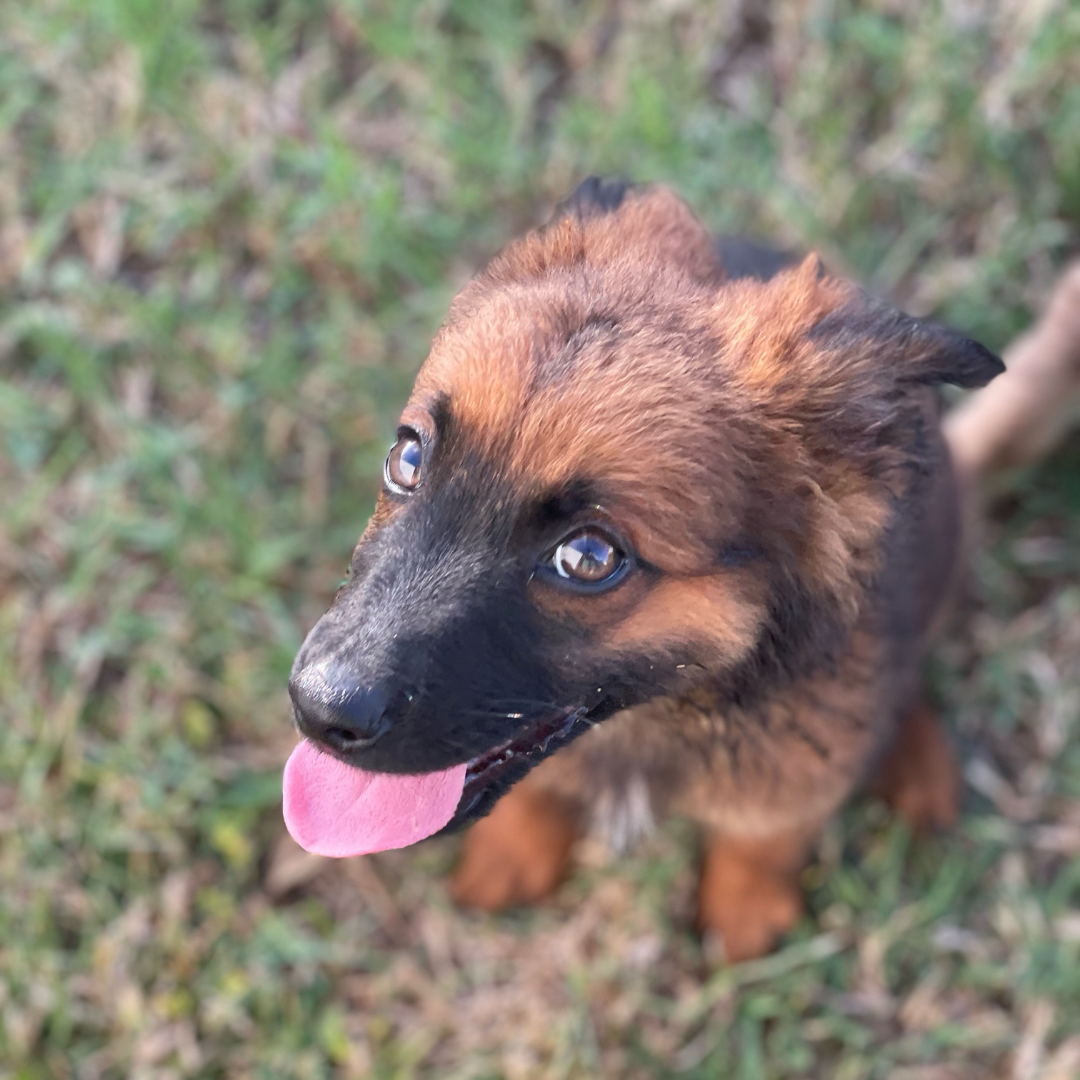 Indigo