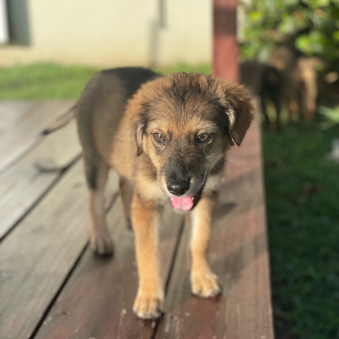 Iris