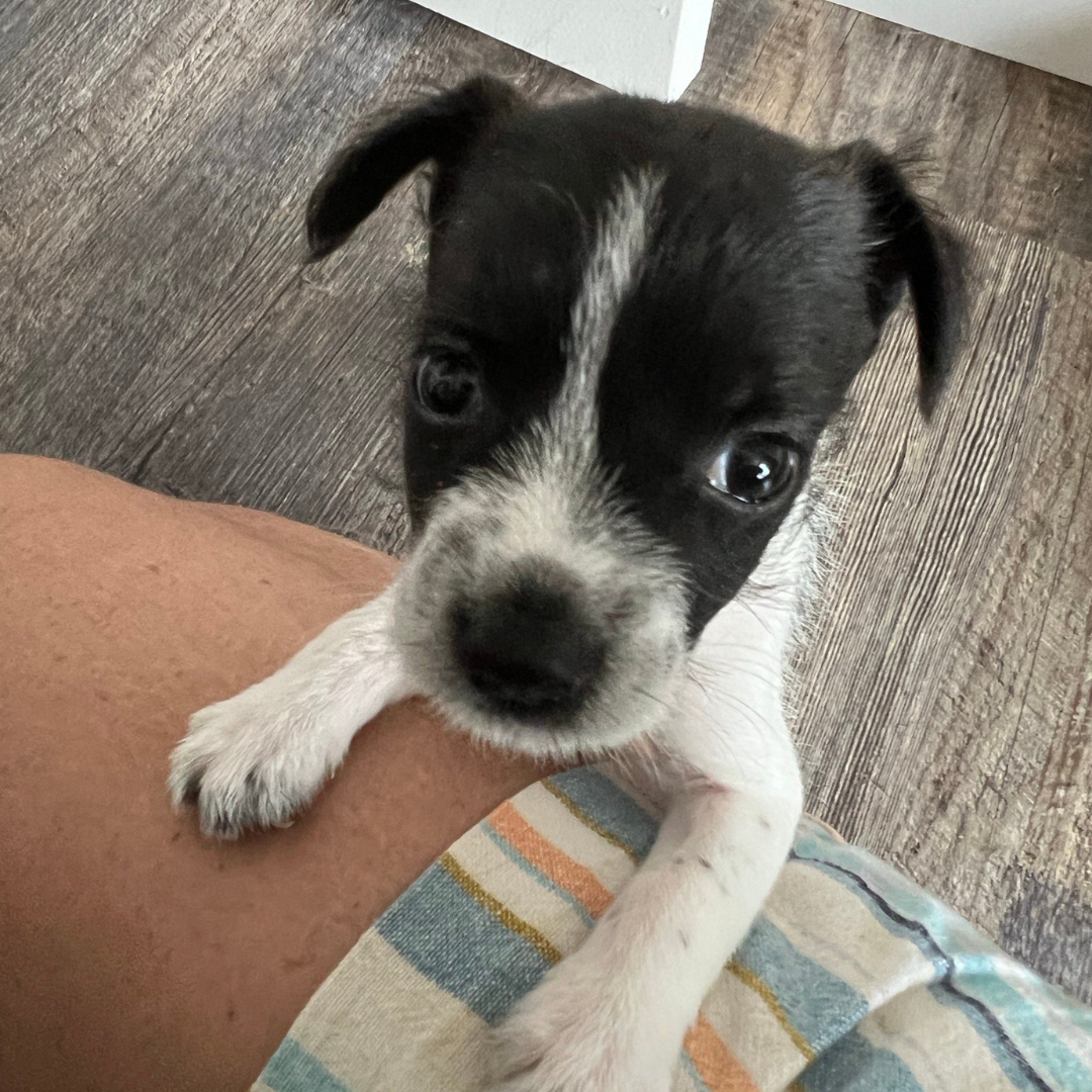 Marshall