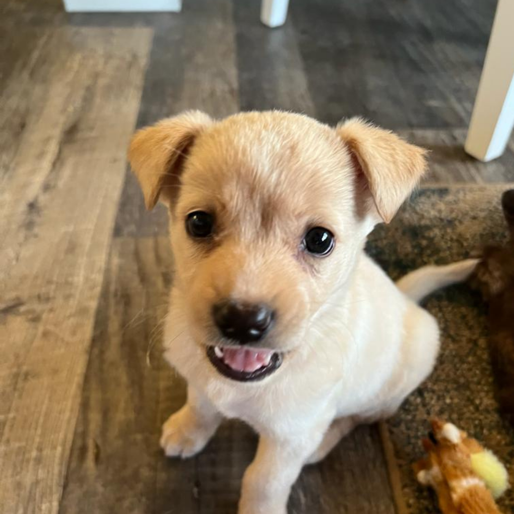 Zsa Zsa