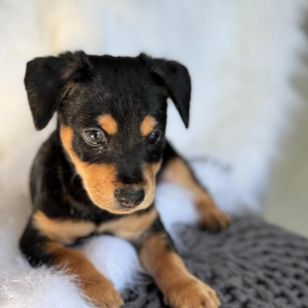 Spotweiler