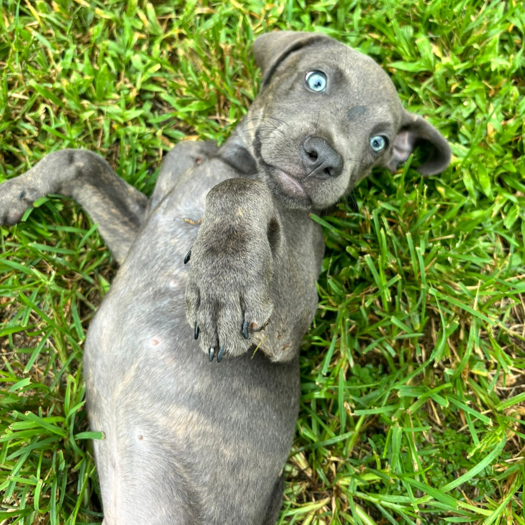 Piper